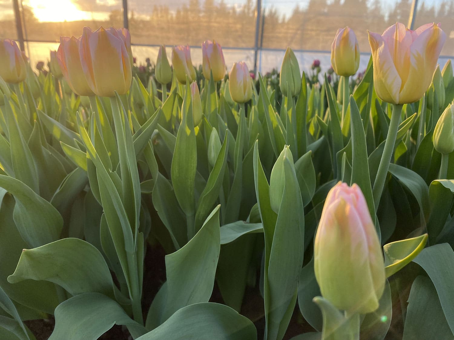 tulipes-en-serre