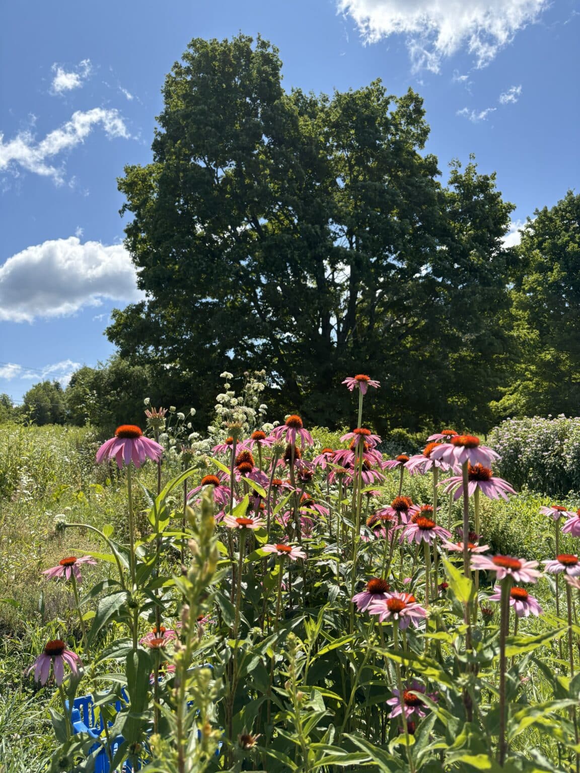 img-5218-58f2b26237d666c7724daf11b1151bdd